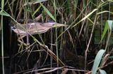 Bączek, Ixobrychus minutus, samica