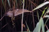 Bączek, Ixobrychus minutus, samica