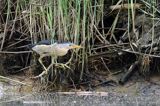 Bączek, Ixobrychus minutus, samiec