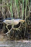 Bączek, Ixobrychus minutus, samiec