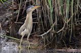 Bączek, Ixobrychus minutus, samiec