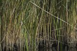 Bączek, Ixobrychus minutus, z rybą