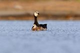 bernikla białolica, Branta leucopsis