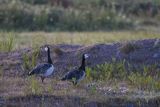 bernikle białolice, Branta leucopsis