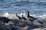 bernikla białolica z pisklakami, Branta leucopsis