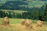 Beskid Śląski snopki, kopki siana
