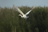 Czapla biała, Casmerodius albus, Ardea alba, Egretta alba