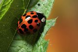 Biedronka azjatycka, arlekin, ninja, harlekin, Harmonia axyridis