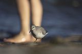Biegus rdzawy, Calidris canutus