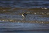Biegus zmienny, Calidris alpina