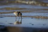 Biegus zmienny, Calidris alpina