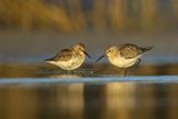 Biegus zmienny, Calidris alpina
