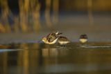 Biegus zmienny, Calidris alpina