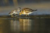 Biegus zmienny, Calidris alpina