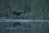 Bielik, Haliaetus albicilla, dorosły