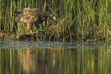 Bielik, Haliaetus albicilla