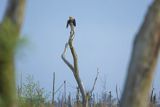Bielik, Haliaetus albicilla