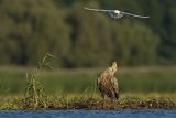 Bieliki, Haliaetus albicilla i śmeszka, Larus ridibundus