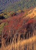 Jarzębina na Bukowym Berdzie w Bieszczadach, Bieszczady, Polska