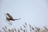 Błotniak stawowy, Circus aeruginosus, samiec
