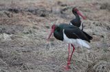 bociany czarne - zaloty / Ciconia nigra /