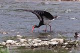 bocian czarny / Ciconia nigra /