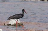 bocian czarny / Ciconia nigra /