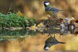 sikora bogatka Parus major