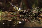 sikora bogatka Parus major