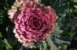kapusta ozdobna - ornamental -Brassica oleracea