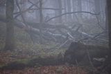 Jesień, buczyna we mgle, Bieszczady