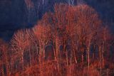 Buki, przedwiośnie, Bieszczady