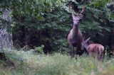 jeleń szlachetny, europejski, Cervus elaphus elaphus jeleń karpacki, byk, rykowisko, projektowany Turnicki Park Narodowy