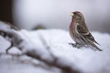 Czeczotka, Carduelis flammea, Acanthis flammea, samiec