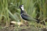 Czajka, Vanellus vanellus