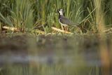 Czajka, Vanellus vanellus