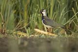 Czajka, Vanellus vanellus