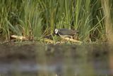Czajka, Vanellus vanellus