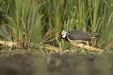 Czajka, Vanellus vanellus