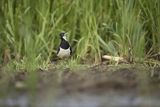Czajka, Vanellus vanellus