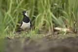 Czajka, Vanellus vanellus