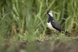 Czajka, Vanellus vanellus