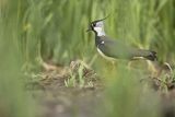 Czajka, Vanellus vanellus