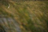 Czapla biała, Casmerodius albus, Ardea alba, Egretta alba