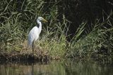 Czapla biała, Casmerodius albus, Ardea alba, Egretta alba