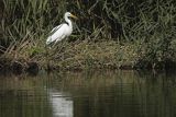 Czapla biała, Casmerodius albus, Ardea alba, Egretta alba