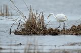 czapla biała, Casmerodius albus, Ardea alba, Egretta alba