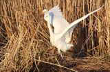 czapla biała, Casmerodius albus, Ardea alba, Egretta alba