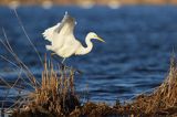 czapla biała, Casmerodius albus, Ardea alba, Egretta alba