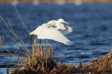 czapla biała, Casmerodius albus, Ardea alba, Egretta alba